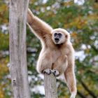 Weißhandgibbon