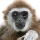 Weißhandgibbon