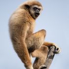 Weißhandgibbon