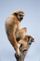 Weißhandgibbon