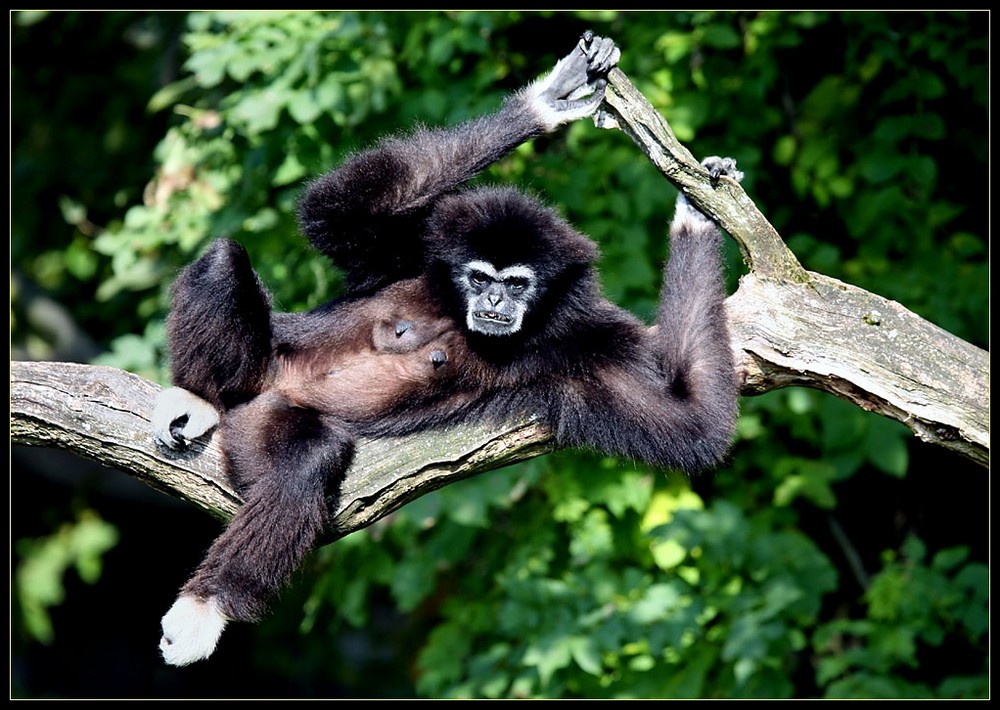 Weißhandgibbon