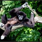 Weißhandgibbon