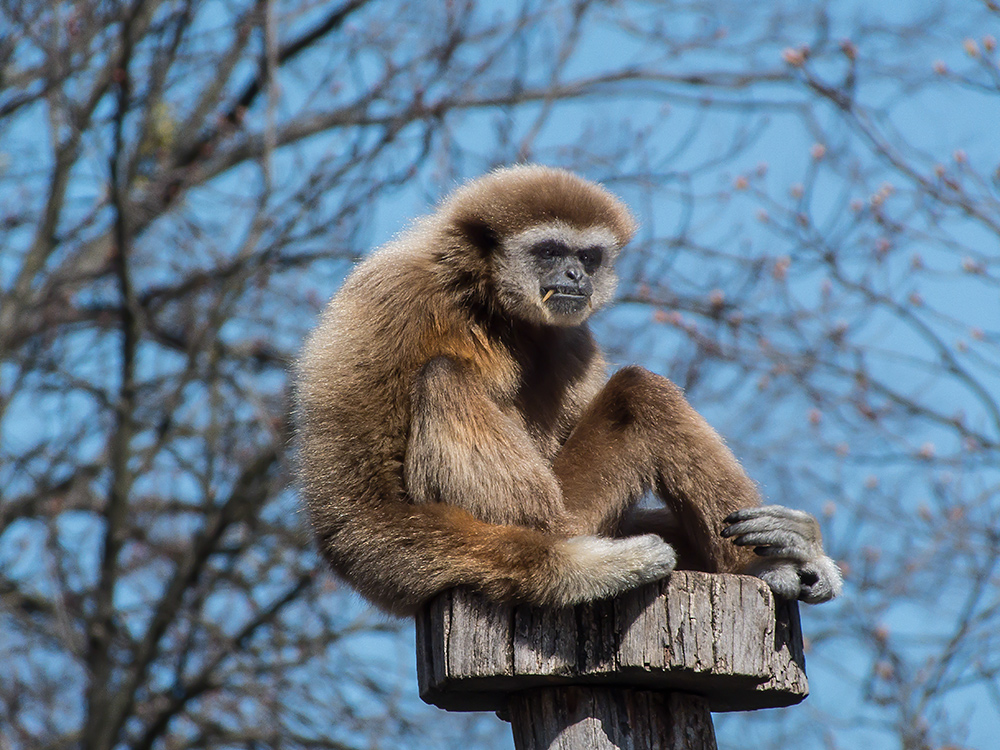 Weißhandgibbon