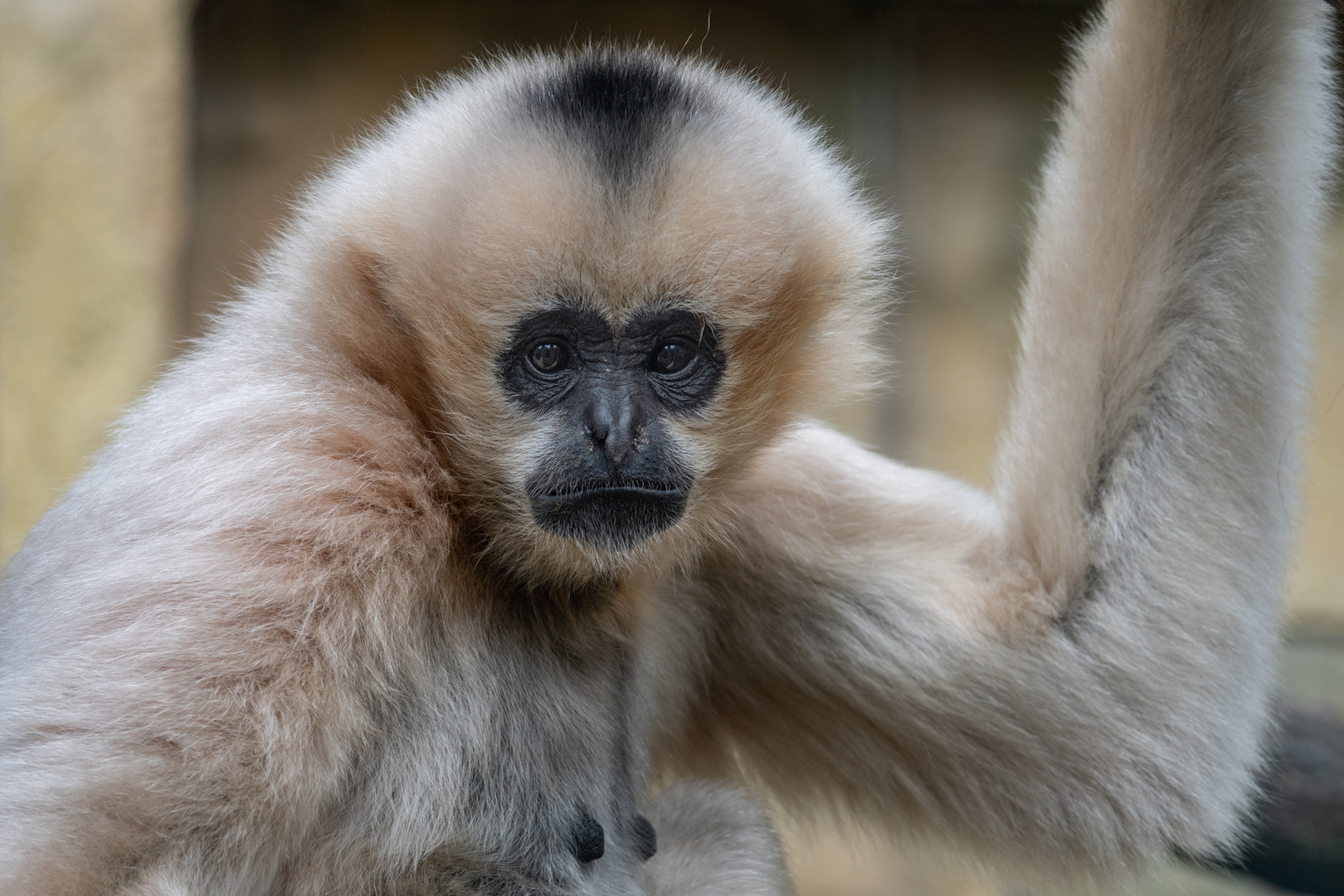 Weißhandgibbon 