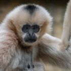 Weißhandgibbon 