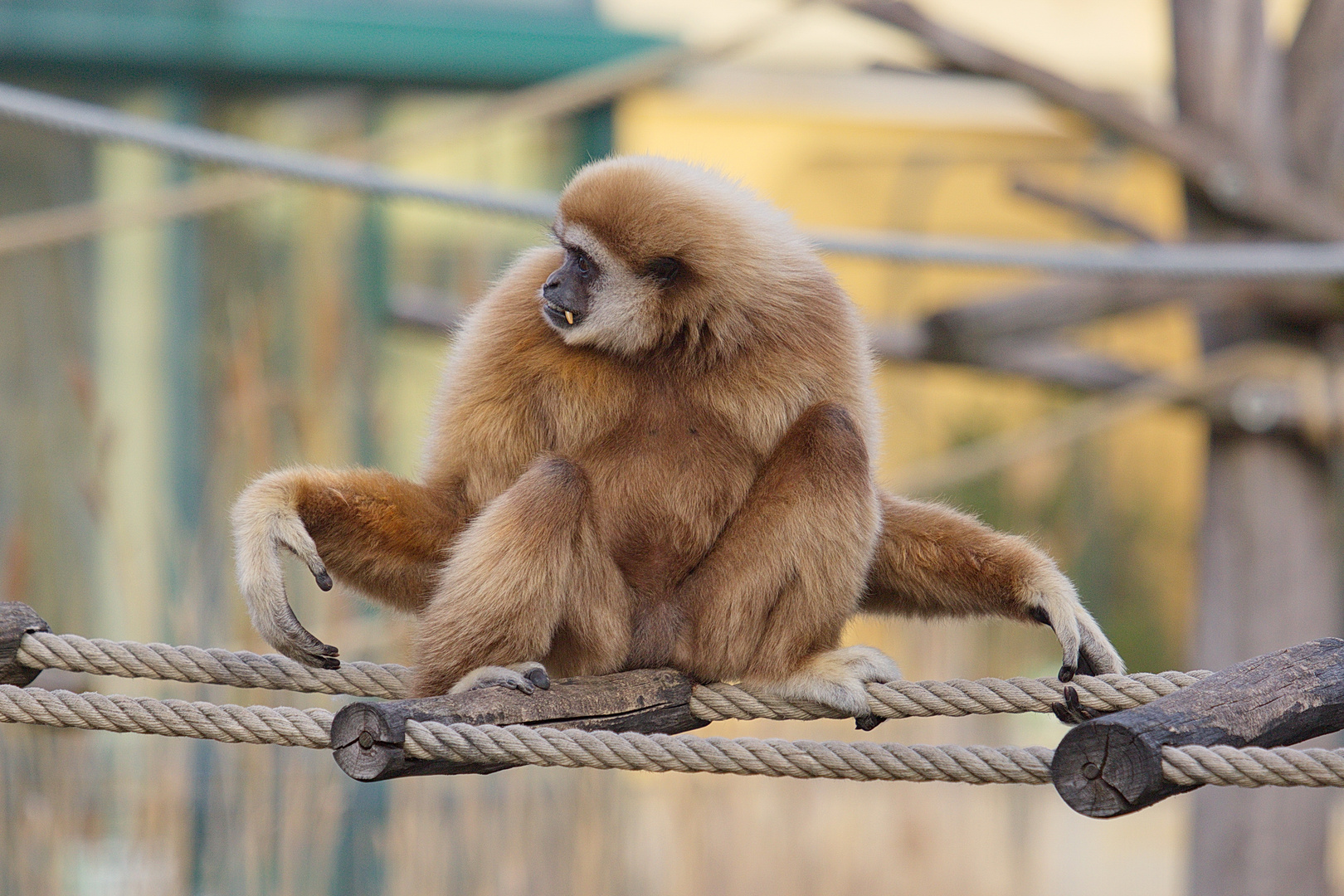 Weißhandgibbon beim Ordnungschaffen