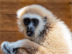 Weißhandgibbon