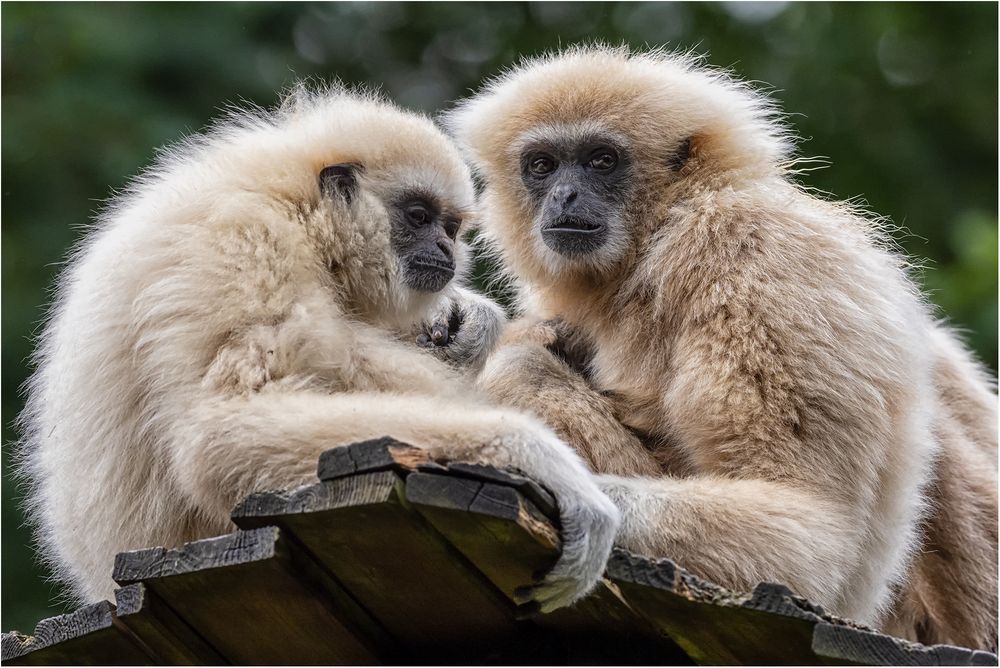 Weißhandgibbon