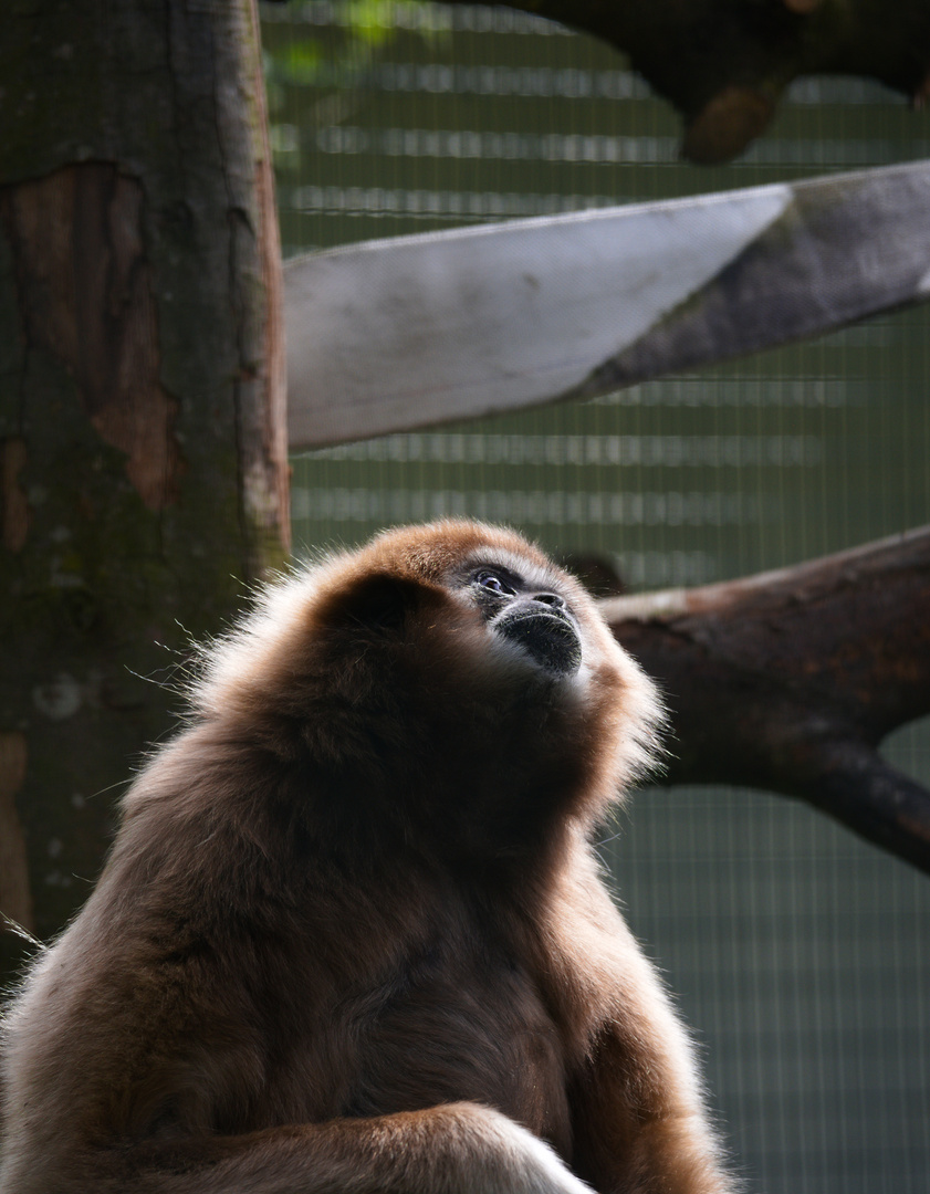 Weißhandgibbon