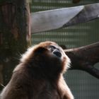 Weißhandgibbon