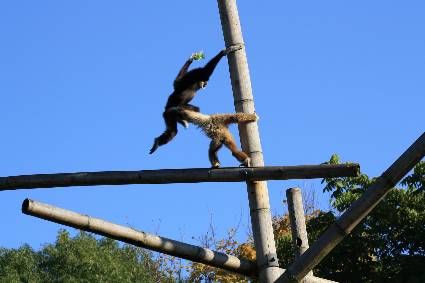 Weißhandgibbon