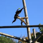 Weißhandgibbon