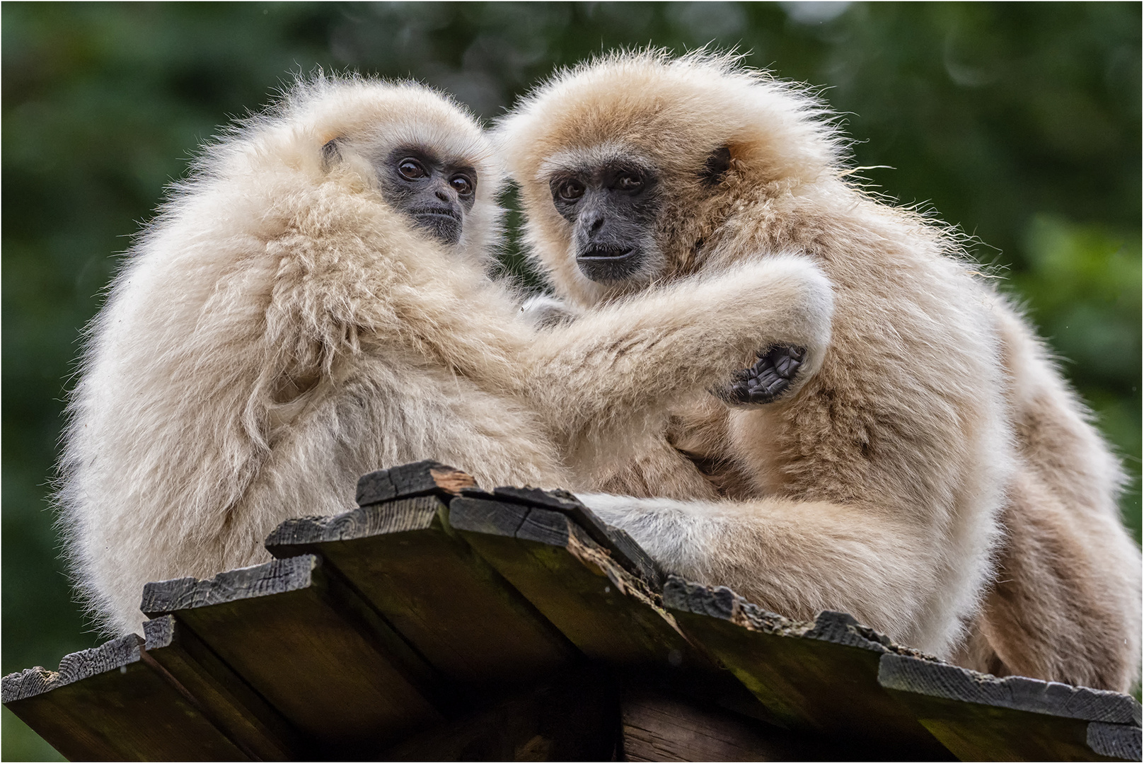 Weißhandgibbon