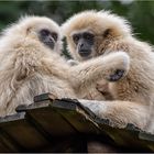 Weißhandgibbon