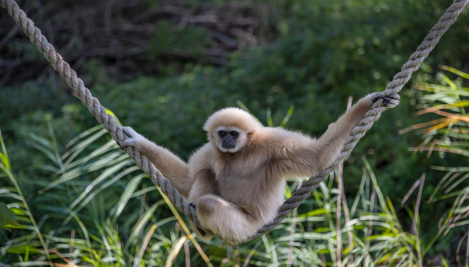 Weißhandgibbon - gesehen im Zoo Salzburg Hellbrunn