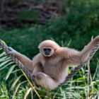 Weißhandgibbon - gesehen im Zoo Salzburg Hellbrunn