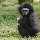 Weißhandgibbon (Hylobates lar)