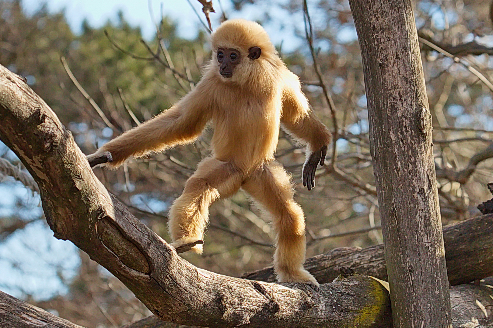 Weißhandgibbon-Nachwuchs auf Erkundungstour