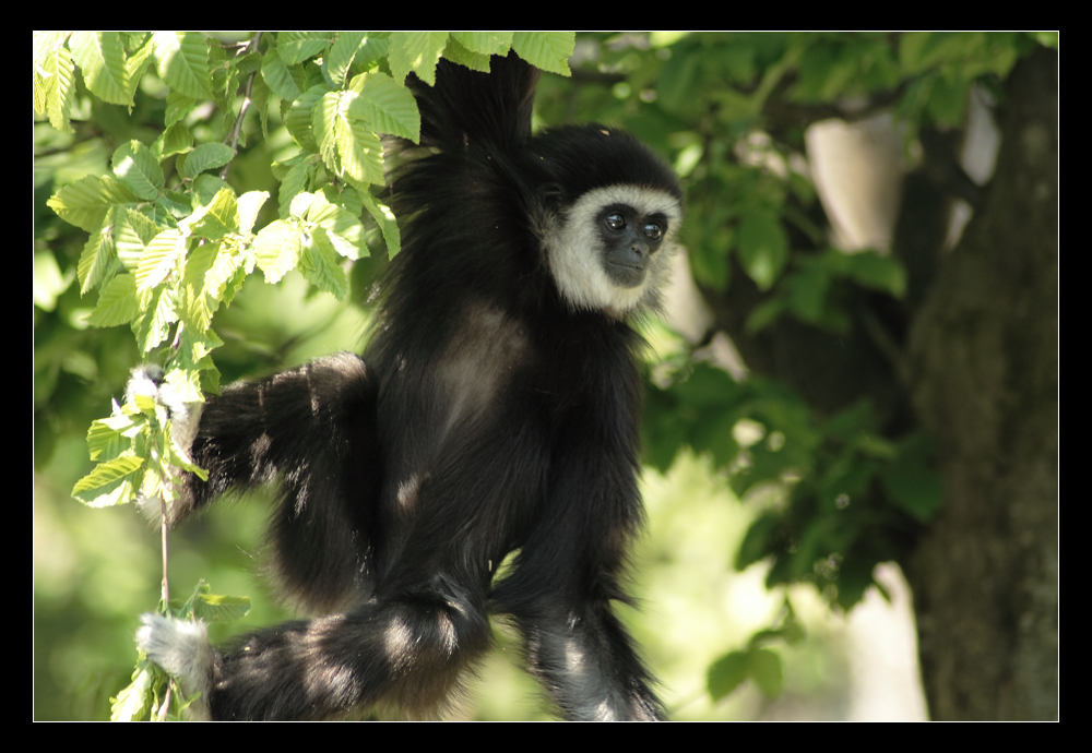 Weißhandgibbon (Tiergarten Hellbrunn Salzburg)