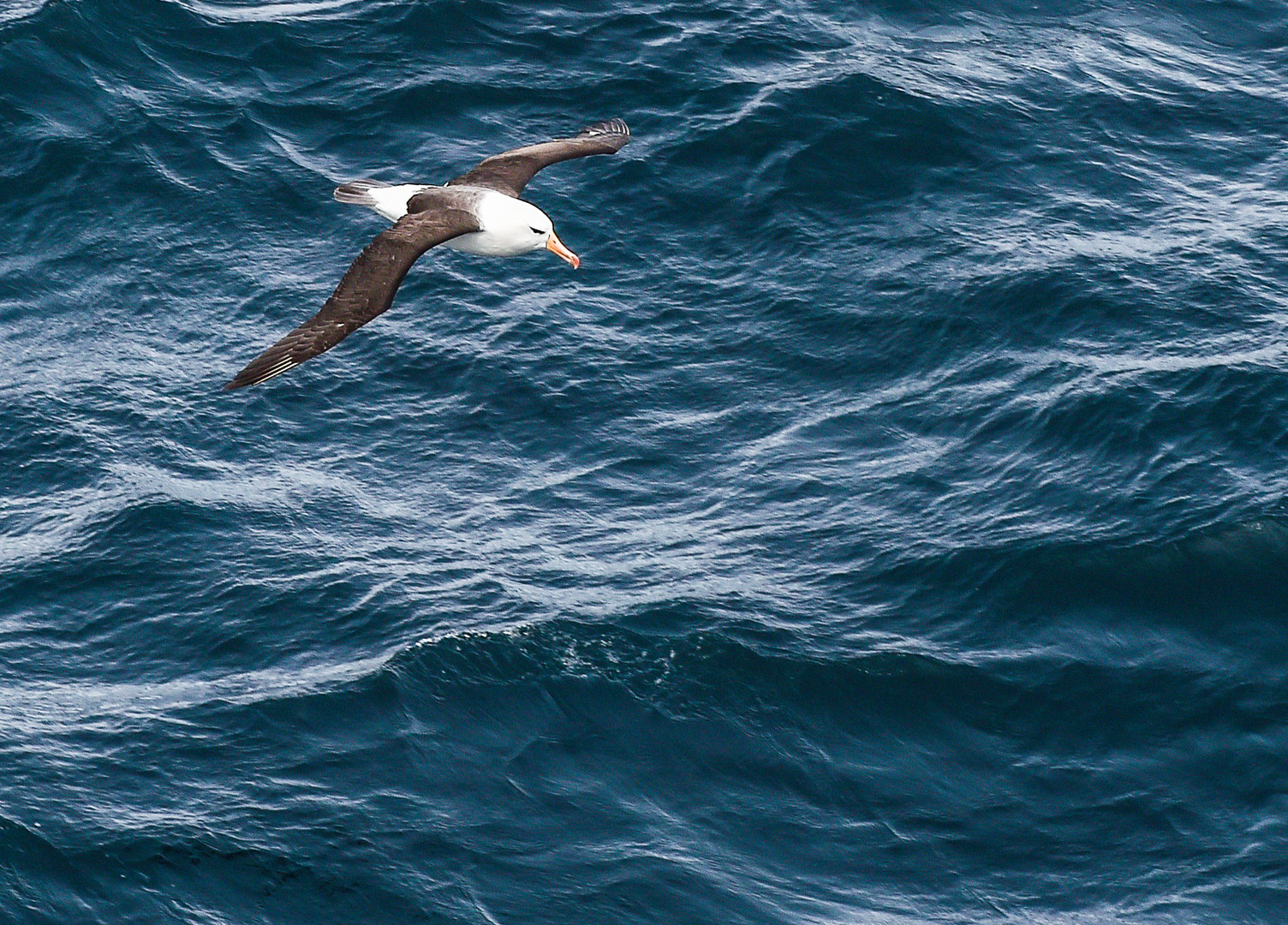 Weißkappenalbatros . DSC_7662-2