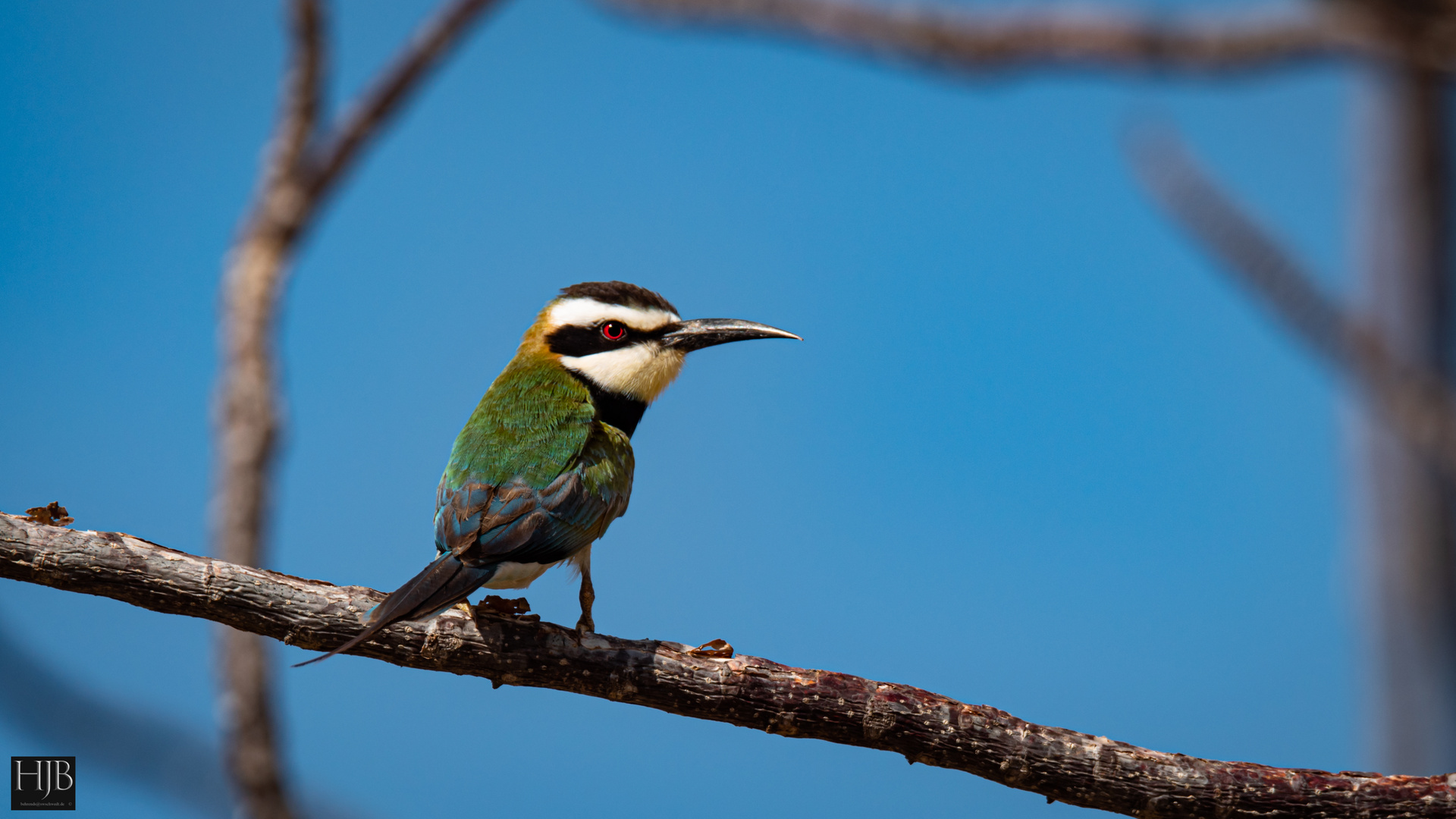 Weißkehl-Bienenfresser (Merops albicollis) 