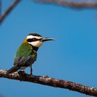 Weißkehl-Bienenfresser (Merops albicollis) 