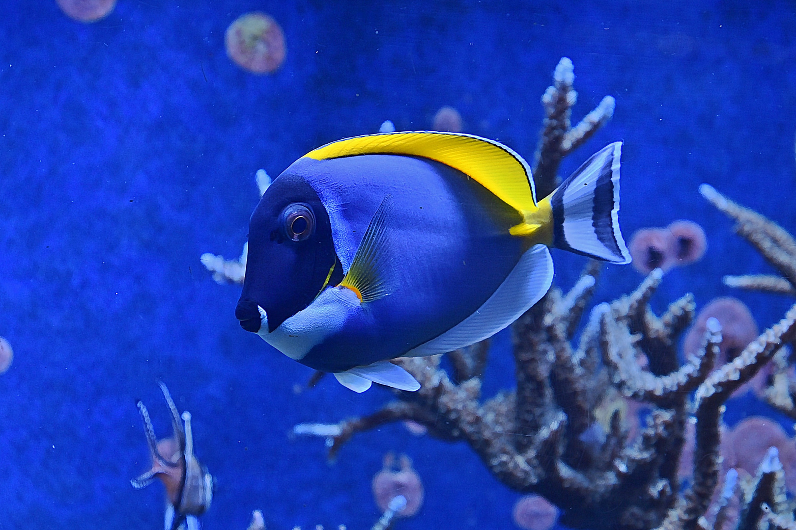 Weißkehl-Doktorfisch (Acanthurus leucosternon)