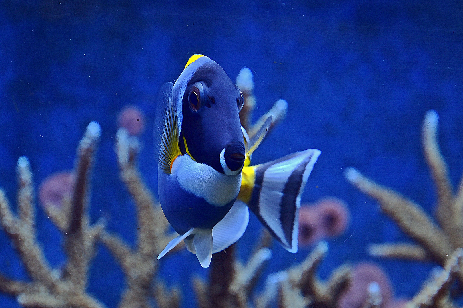 Weißkehl-Doktorfisch (Acanthurus leucosternon)