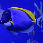 Weißkehl-Doktorfisch (Acanthurus leucosternon)