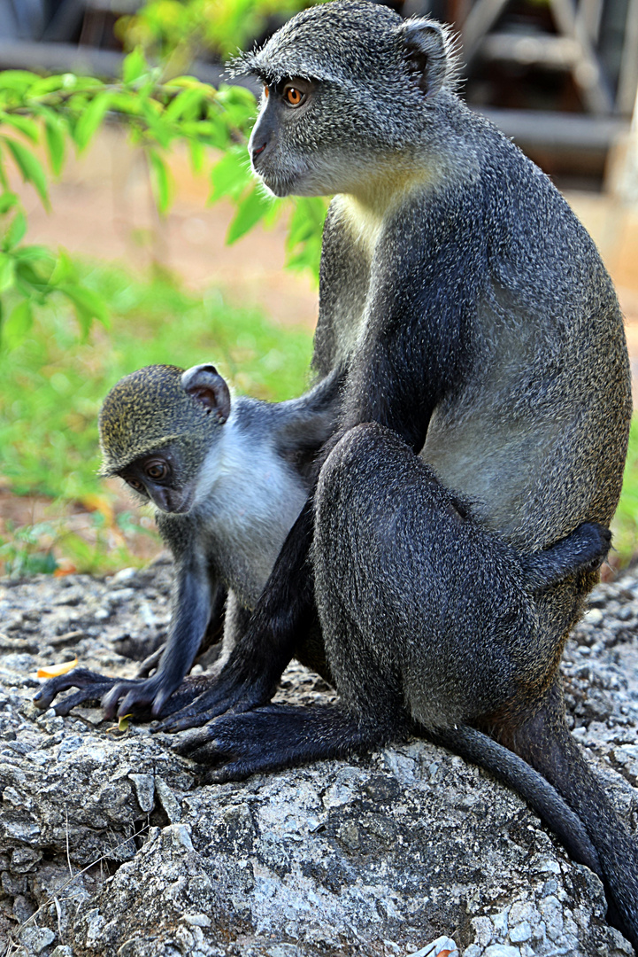 Weißkehlmeerkatze