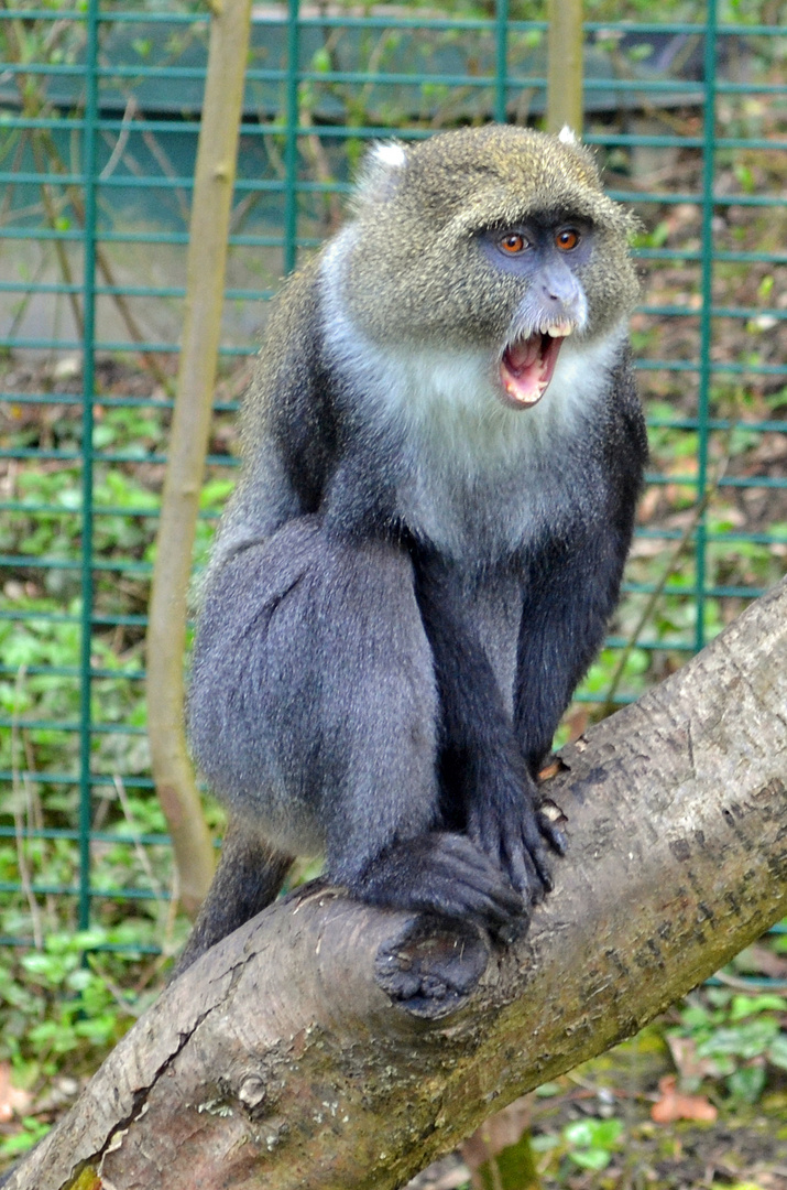 Weißkehlmeerkatze in Straubing