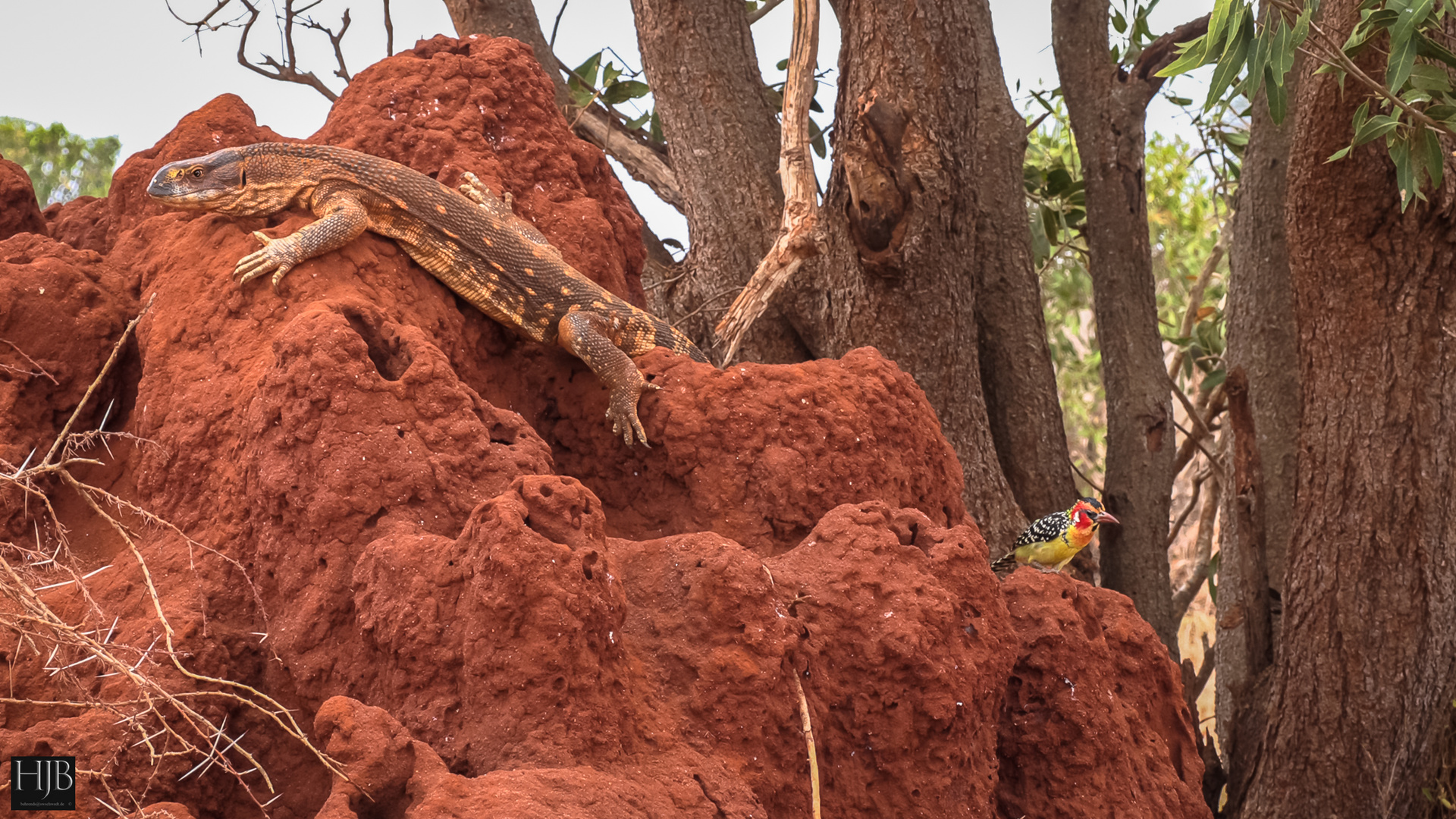 Weißkehlwaran (Varanus albigularis) und Flammenkopf-Bartvogel (Trachyphonus erythrocephalus)