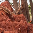 Weißkehlwaran (Varanus albigularis) und Flammenkopf-Bartvogel (Trachyphonus erythrocephalus)