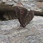 Weißkernauge (Satyrus ferula), Männchen