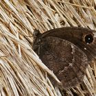 Weißkernauge (Satyrus ferula), Männchen