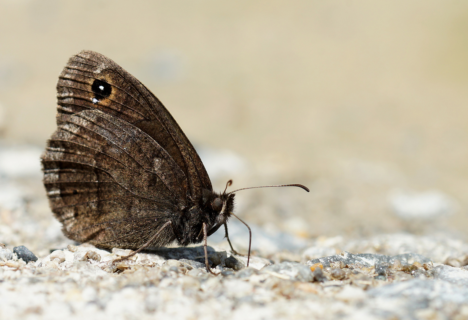 Weißkernauge (Satyrus ferula) Männchen