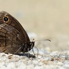 Weißkernauge (Satyrus ferula) Männchen