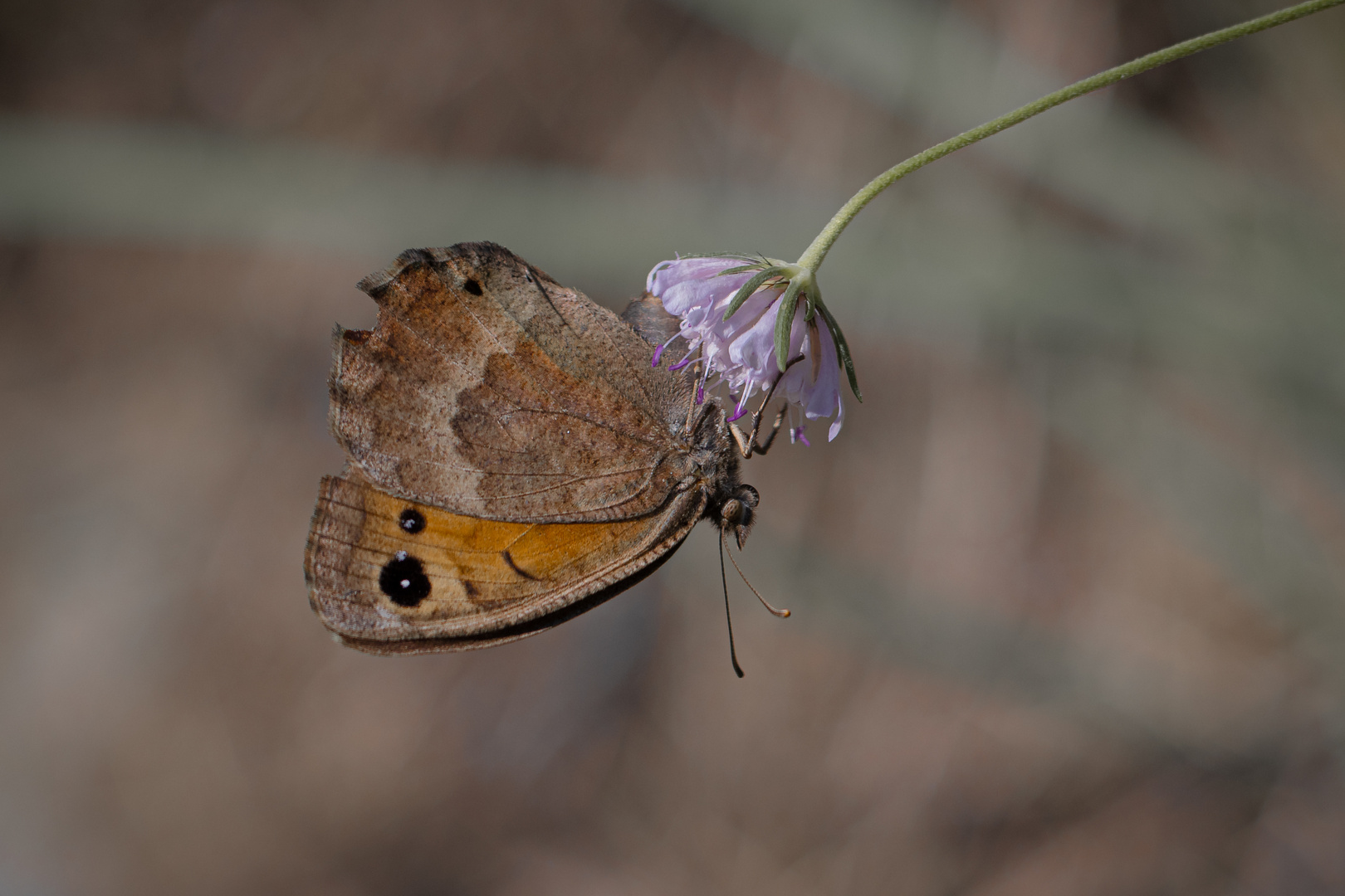 Weisskernauge ( Satyrus ferula) weibchen