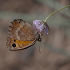 Weisskernauge ( Satyrus ferula) weibchen