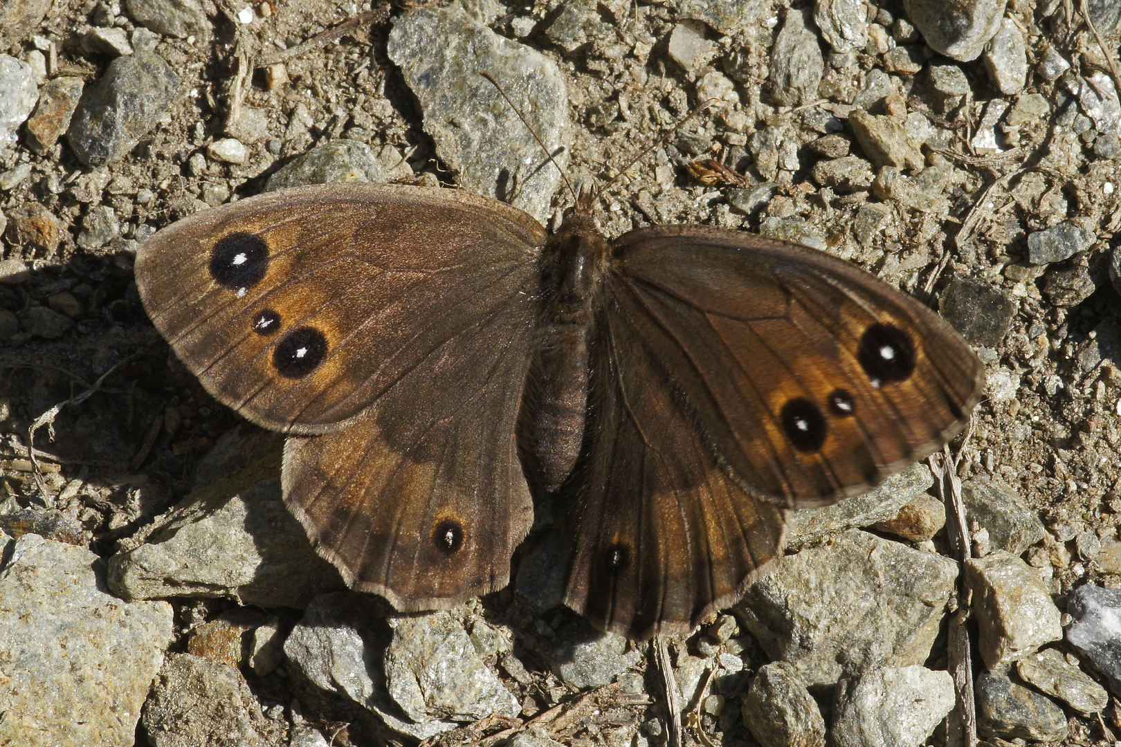 Weißkernauge (Satyrus ferula), Weibchen