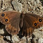 Weißkernauge (Satyrus ferula), Weibchen