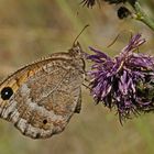 Weißkernauge (Satyrus ferula), Weibchen