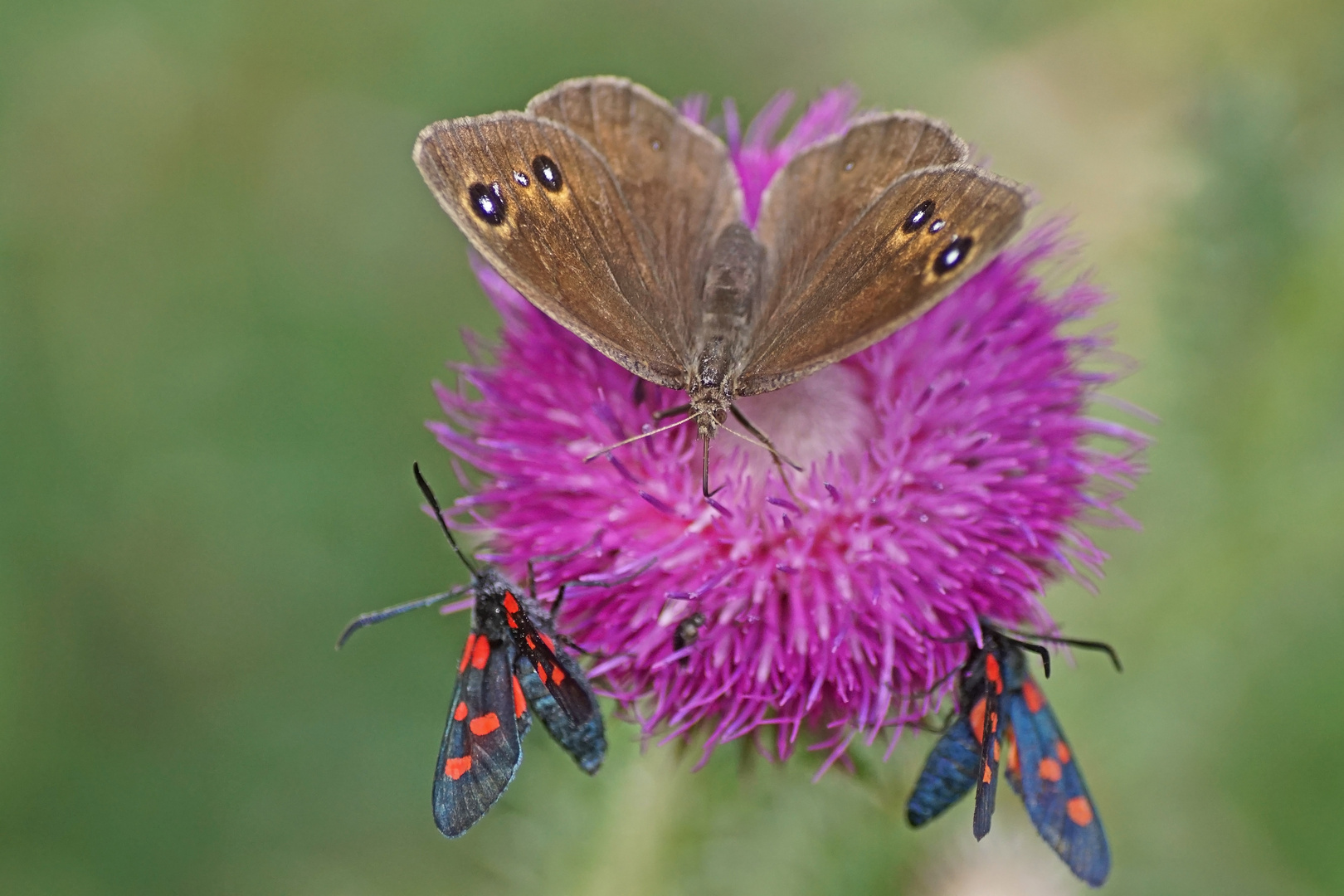 Weißkernauge (Satyrus ferula), Weibchen und...