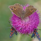 Weißkernauge (Satyrus ferula), Weibchen und...