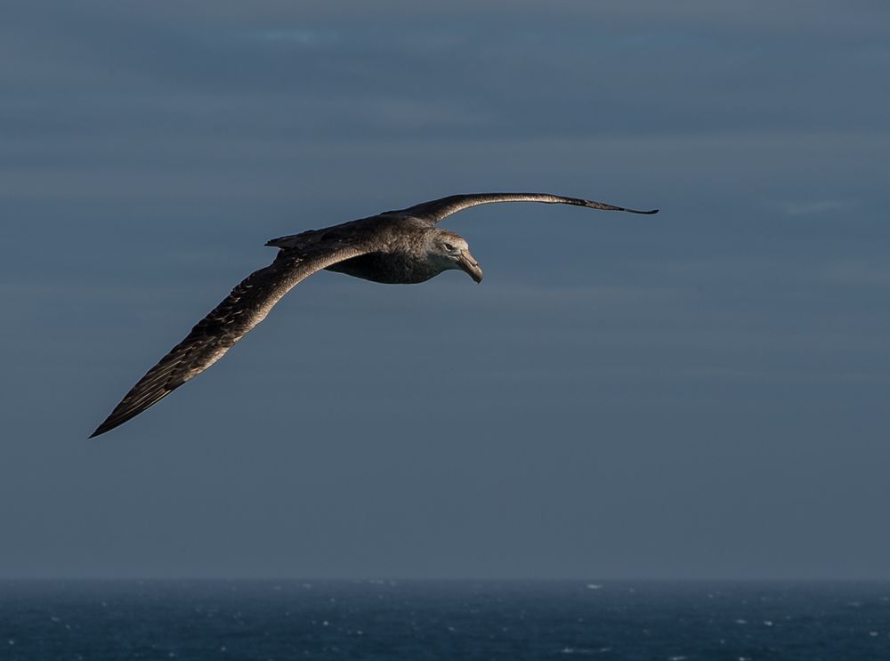 Weißkinn Sturmvogel  DSC_0264-4