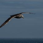 Weißkinn Sturmvogel  DSC_0264-4