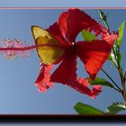 Weißklee-Gelbling? auf einer Hibiskusblüte aus Panama