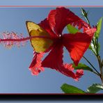 Weißklee-Gelbling? auf einer Hibiskusblüte aus Panama