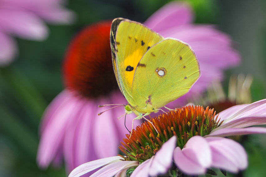 Weissklee Gelbling (Colias alfacariensis) auf Echinacea