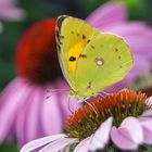 Weissklee Gelbling (Colias alfacariensis) auf Echinacea